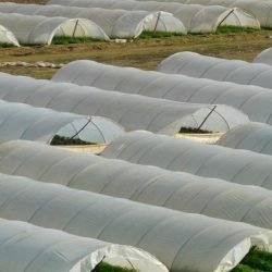 Agriculture